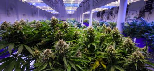 The Green Organic Dutchman (TGOD) Sustainable Craft Cannabis
