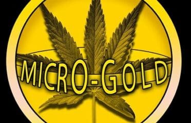 Micro Gold Cannabis