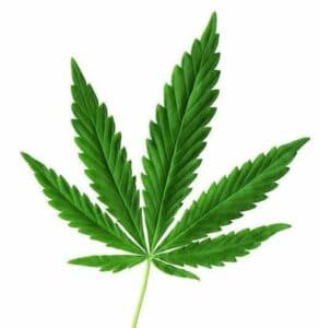 grand-forks-cannabis