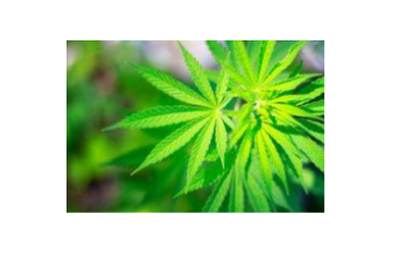 Northern Rockies Cannabis