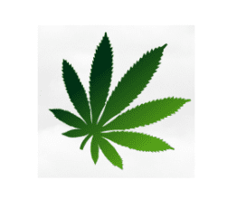 Cannabis Supply Co. – Kitchener