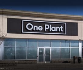 One Plant Cannabis – Kingston