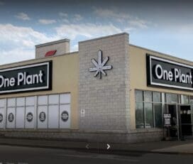 One Plant Cannabis – St. Catharines