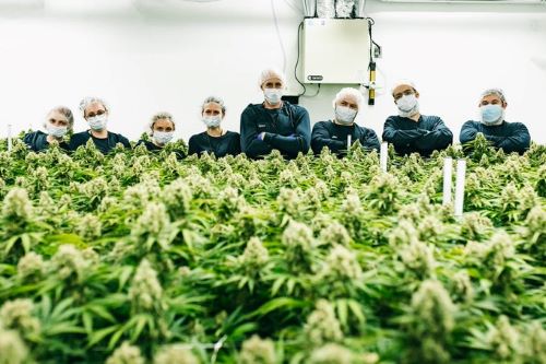 Thrive Farmgate Cannabis