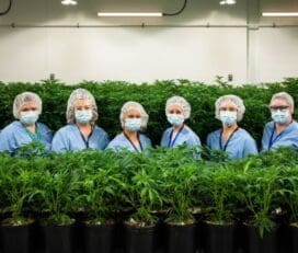 Bold Growth Craft Cannabis
