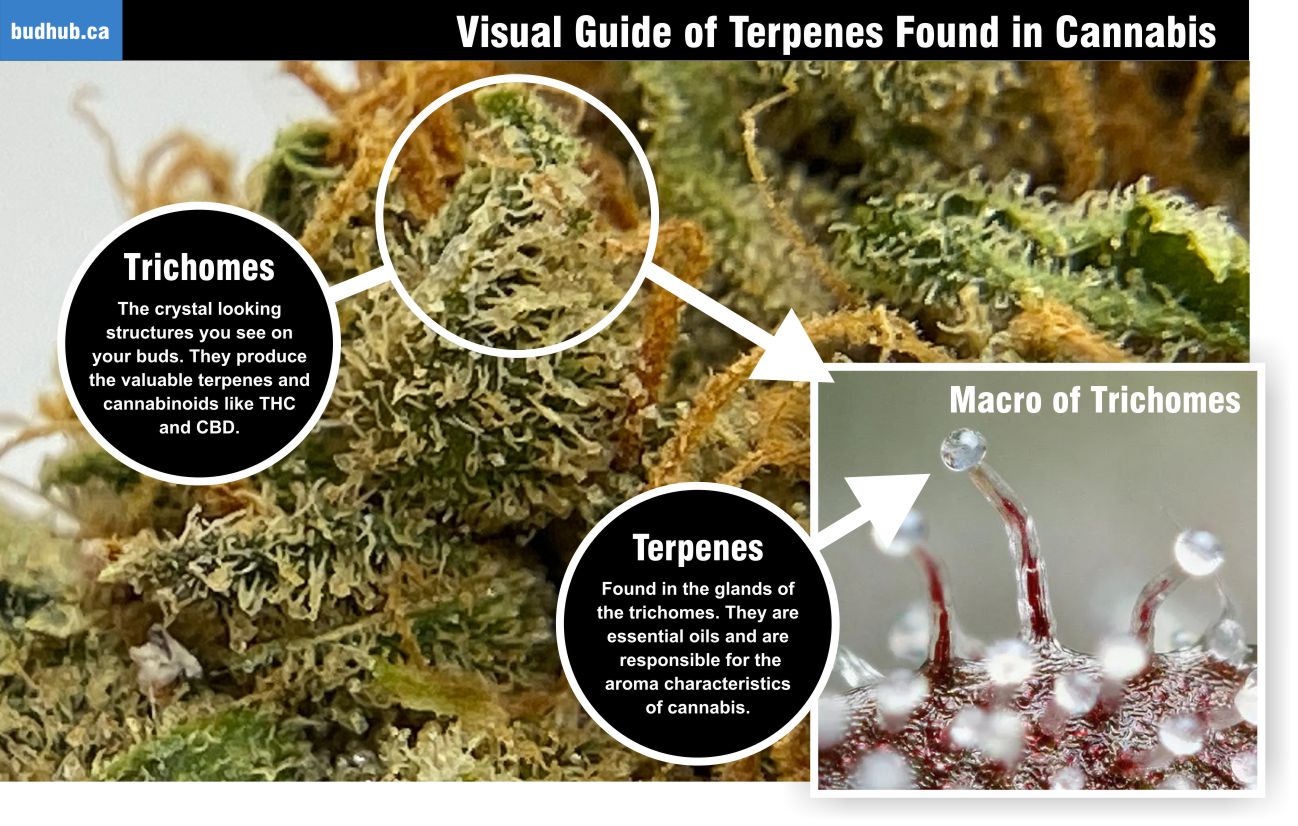 Visual guide of Terpenes that are found in Cannabis