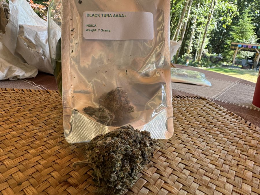 Black Tuna Strain Review Bulkweedinbox